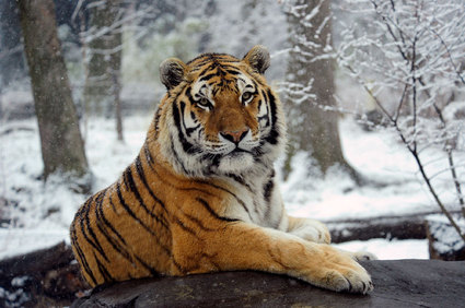 A Last Stand for Tigers?