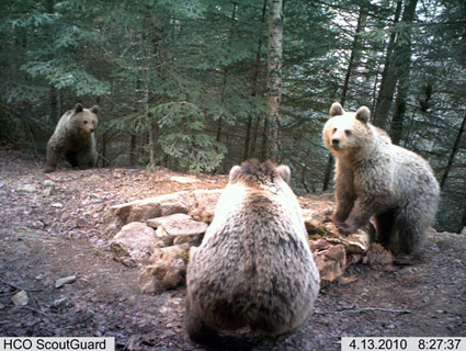 Battling Time–and Local Resistance–to Save France’s Brown Bears