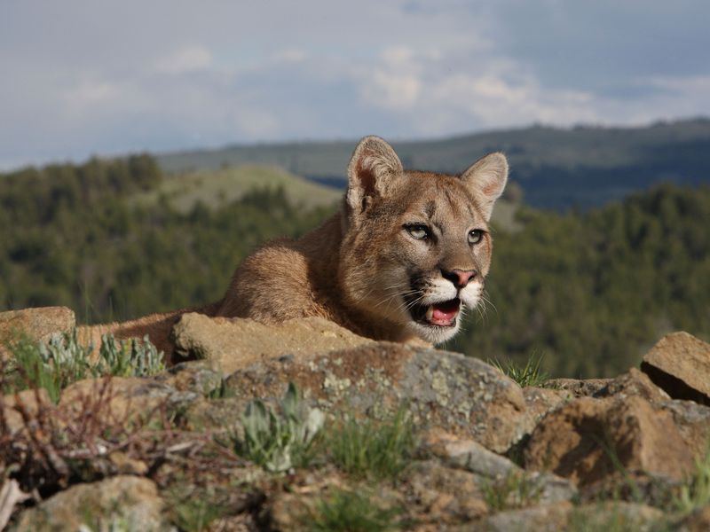 How Fear of Humans Can Ripple Through Landscapes
