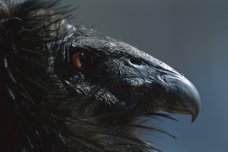 Encountering a California condor takes one writer back in time