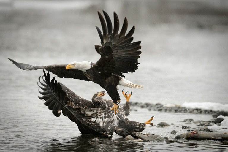 Trouble in the Valley of the Eagles