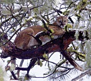 Cougars in Chaos
