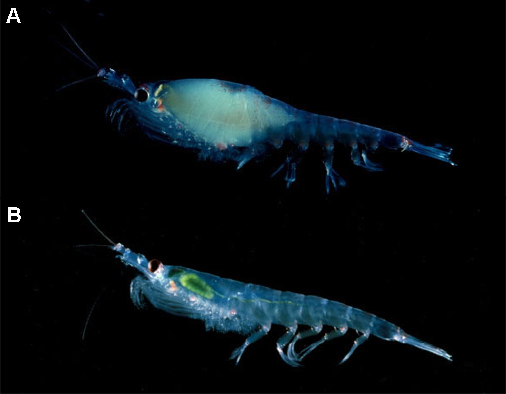 As the Antarctic Ice Pack Recedes, a Fragile Ecosystem Hangs in the Balance