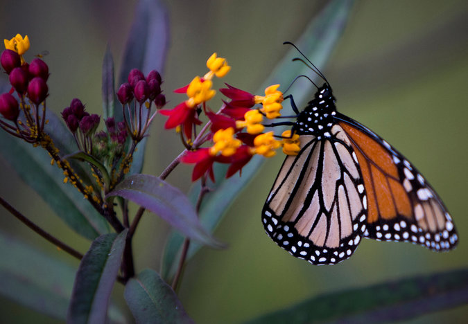 For the Monarch Butterfly, a Long Road Back