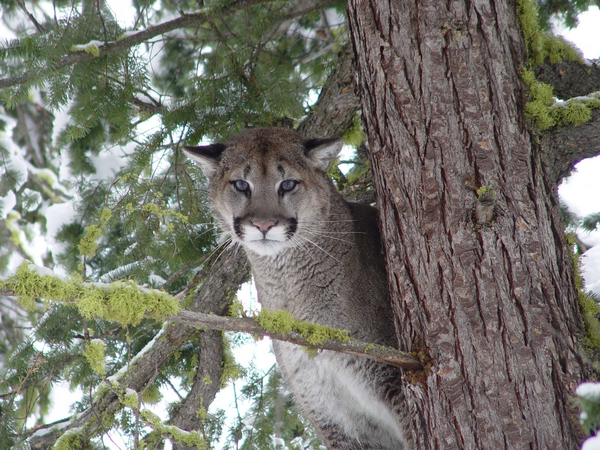 No Place for Predators?