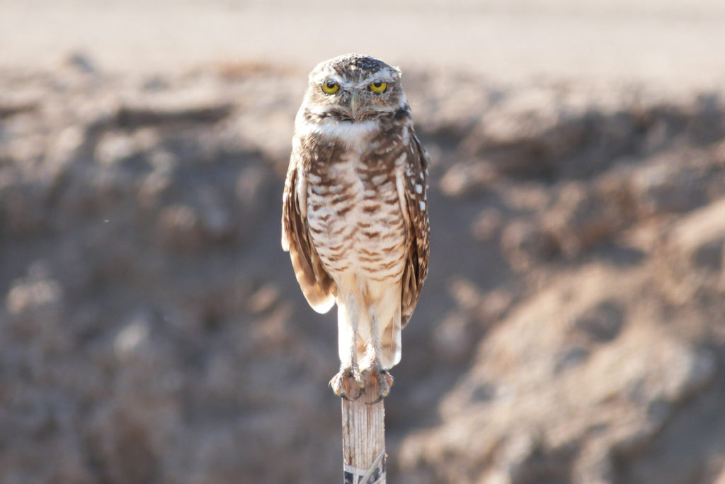 Water savings may cause suffering for burrowing owls