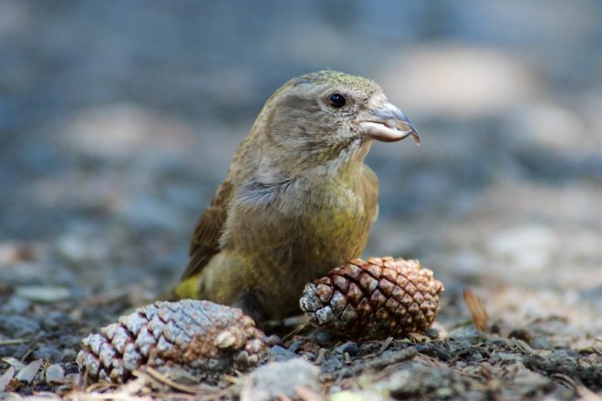 Will Climate Change Drive a New Species of Crossbill to Extinction?