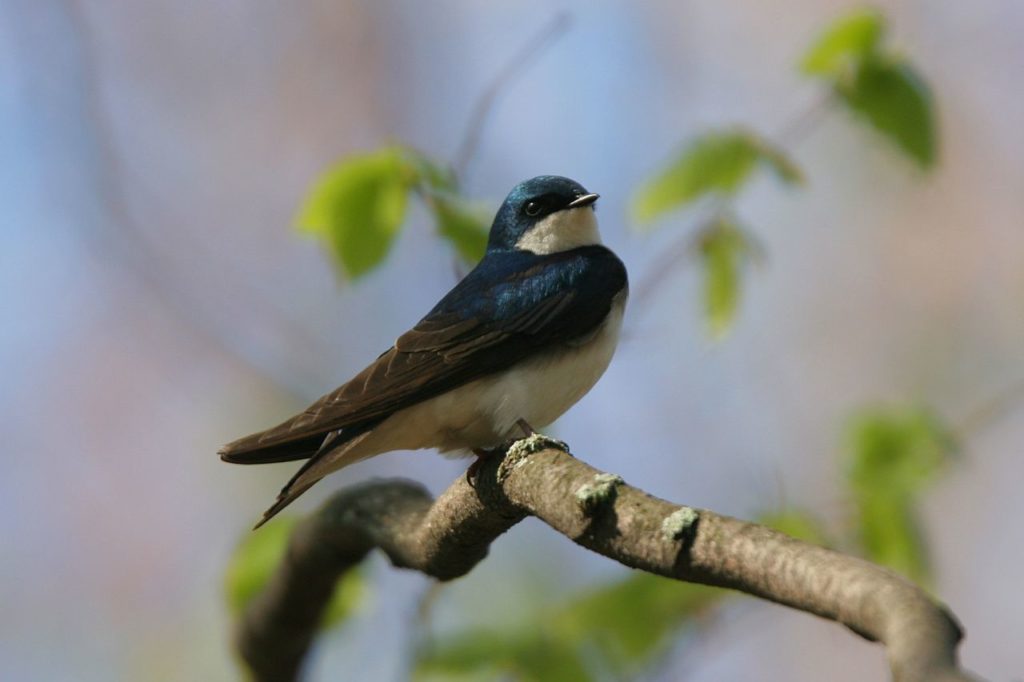 Rainy Springs Bring Disaster for Nesting Tree Swallows