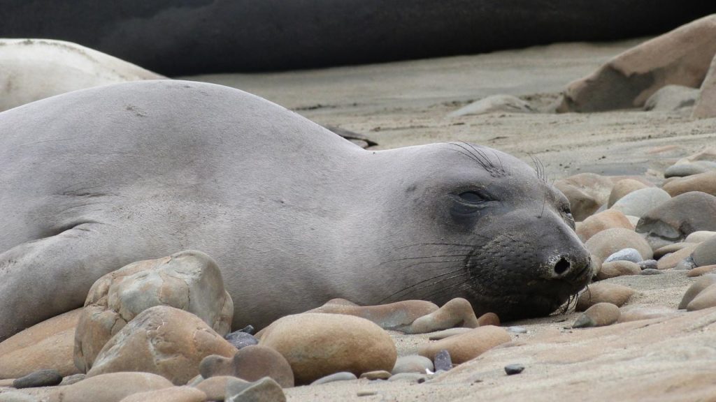 Counting Seals for Conservation