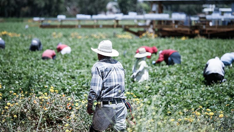 Farmworkers at Driscoll’s supplier demand fair pay, safe conditions amid pandemic