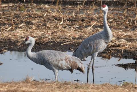 California Farmers Work to Create a Climate Change Buffer for Migratory Water Birds