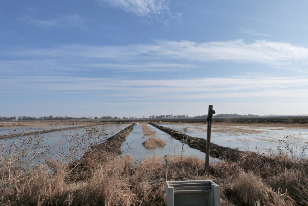 Harnessing Rice Fields to Resurrect California’s Endangered Salmon
