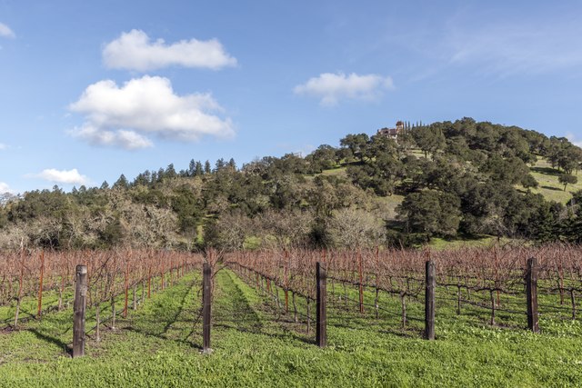 Clues From Wines Grown in Hot, Dry Regions May Help Growers Adapt to a Changing Climate