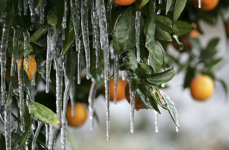 Warmer Temperatures May Offer California Farmers a Rare Silver Lining: Fewer Frosts