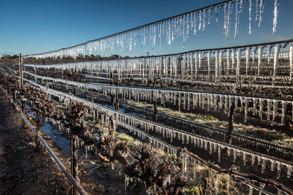 Ice-fighting Bacteria Could Help California Crops Survive Frost