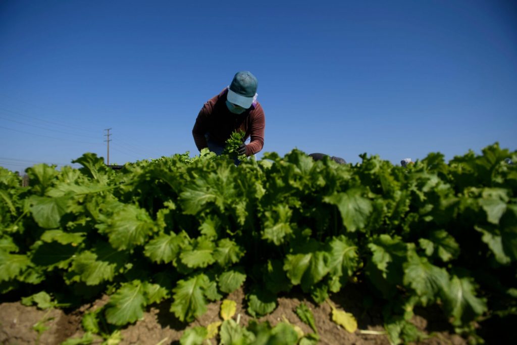 For Farmworkers, Heat Too Often Means Needless Death