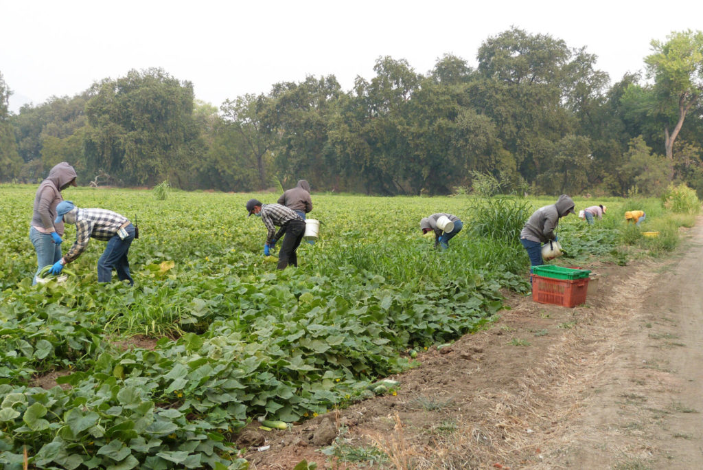 Farming Without a Net