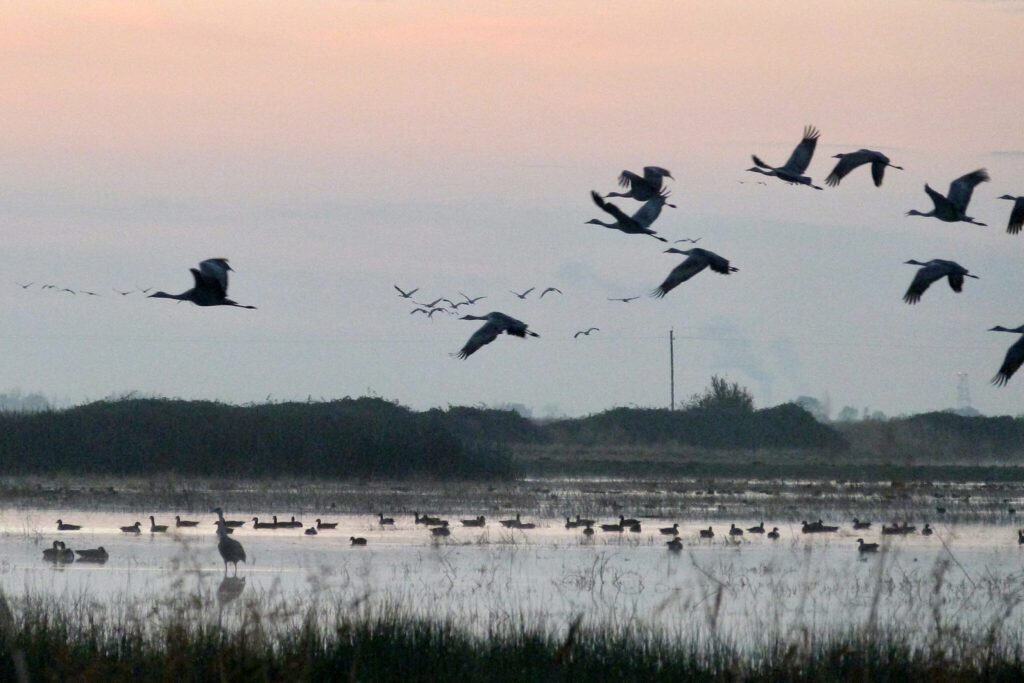 California Rice Fields Offer Threatened Migratory Waterbirds a Lifeline