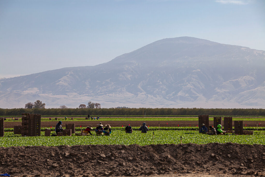 Dying in the Fields as Temperatures Soar