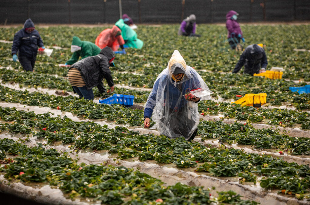 EPA Thought Industry-Funded Scientists Could Support Its Conclusion That a Long-Regulated Pesticide Is Not a Cancer Risk